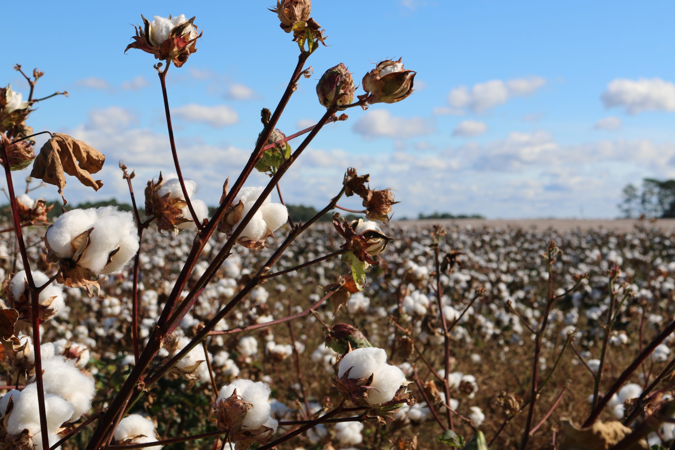 Day 1: The Cotton Belt