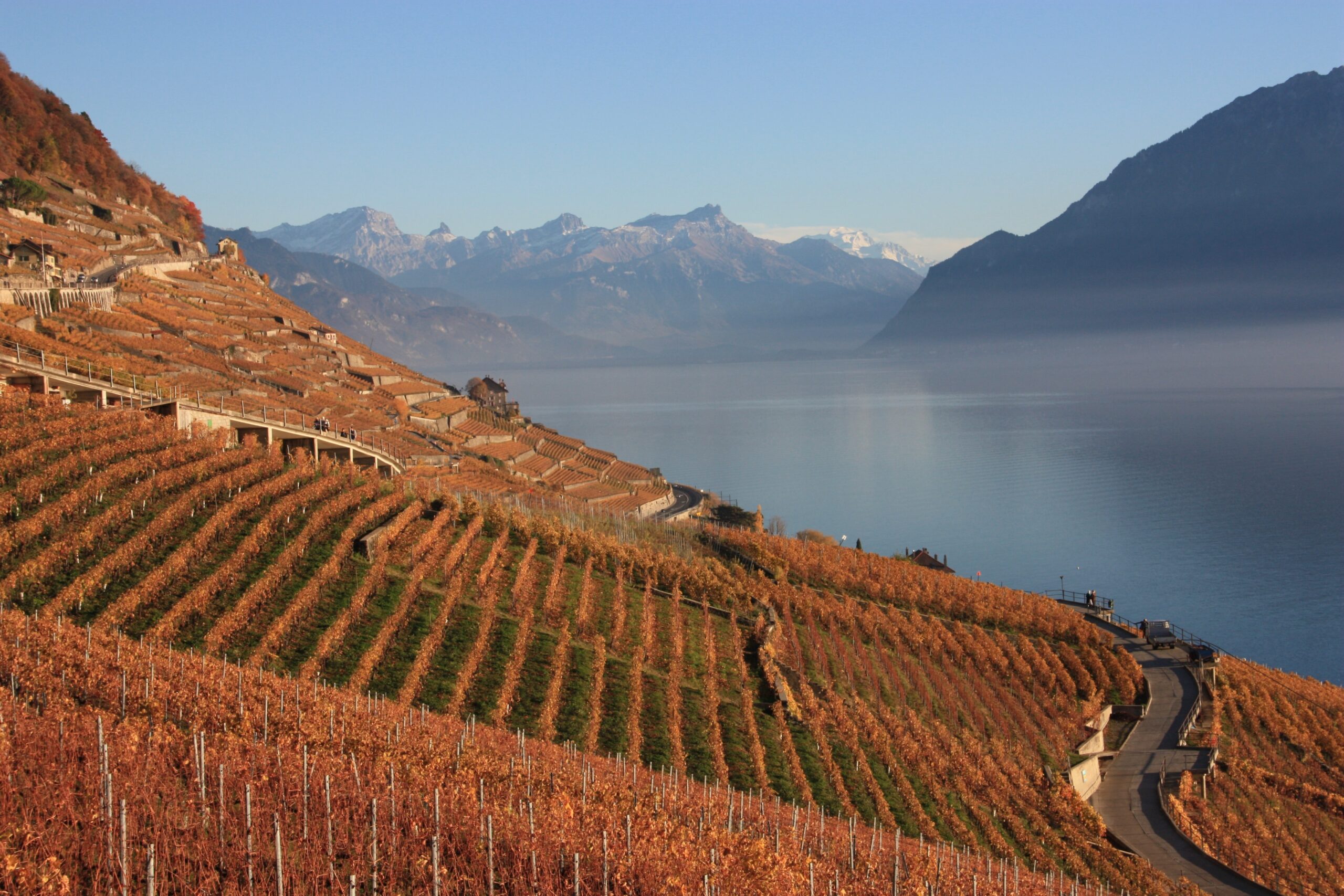 Lavaux Wine District