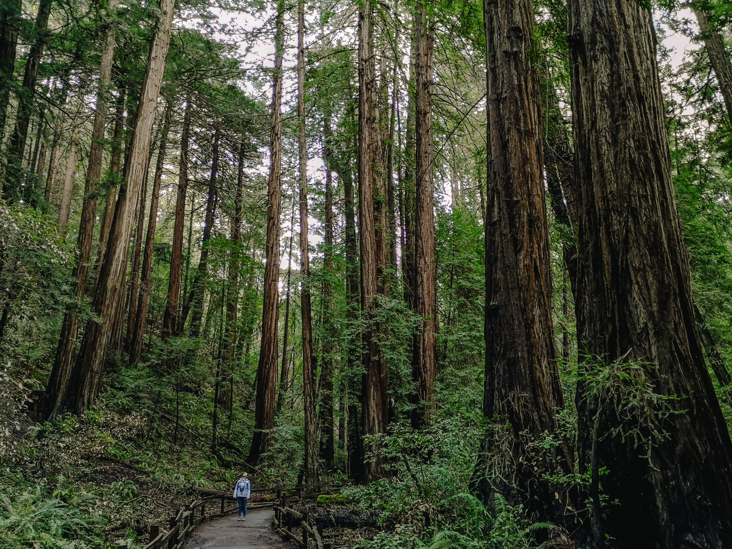 Muir Woods National Monument