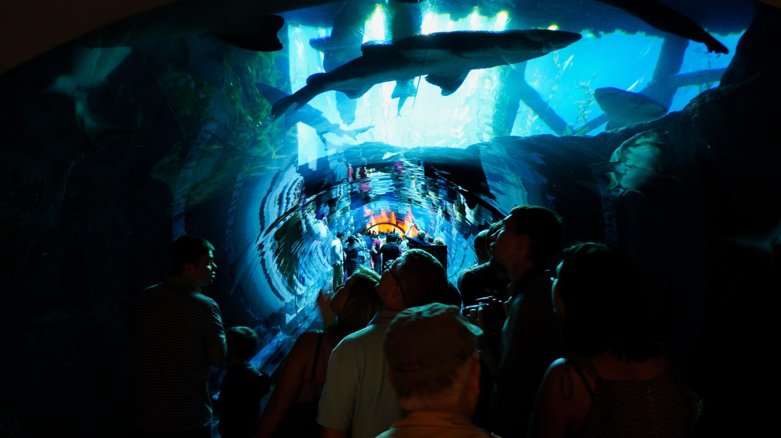 Dubai Aquarium & Underwater Zoo