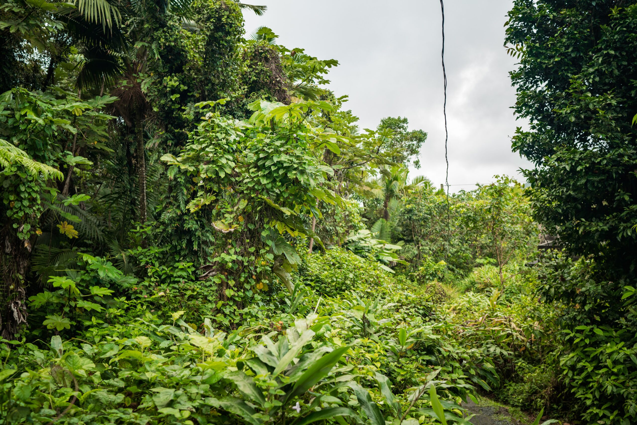 El Yunque National Rainforest