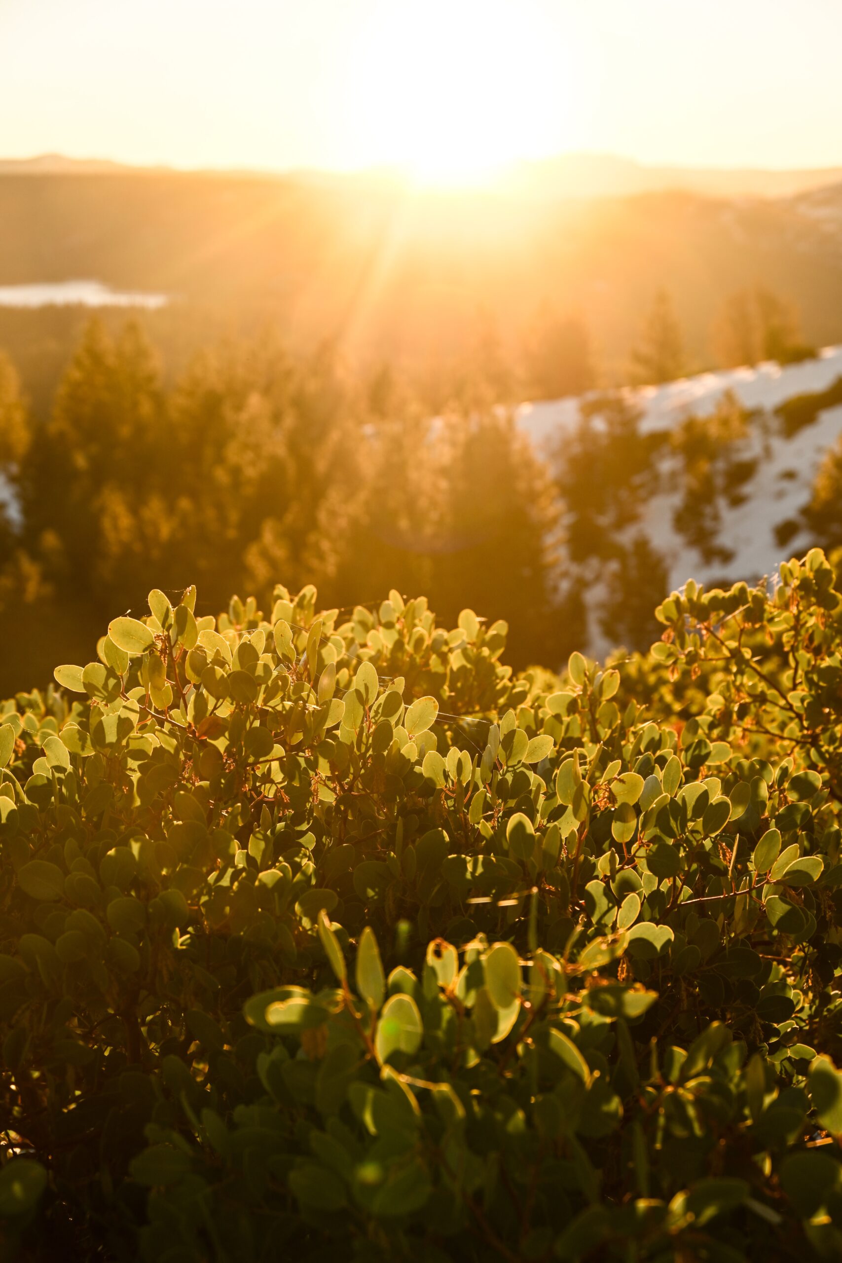 Eldorado National Forest