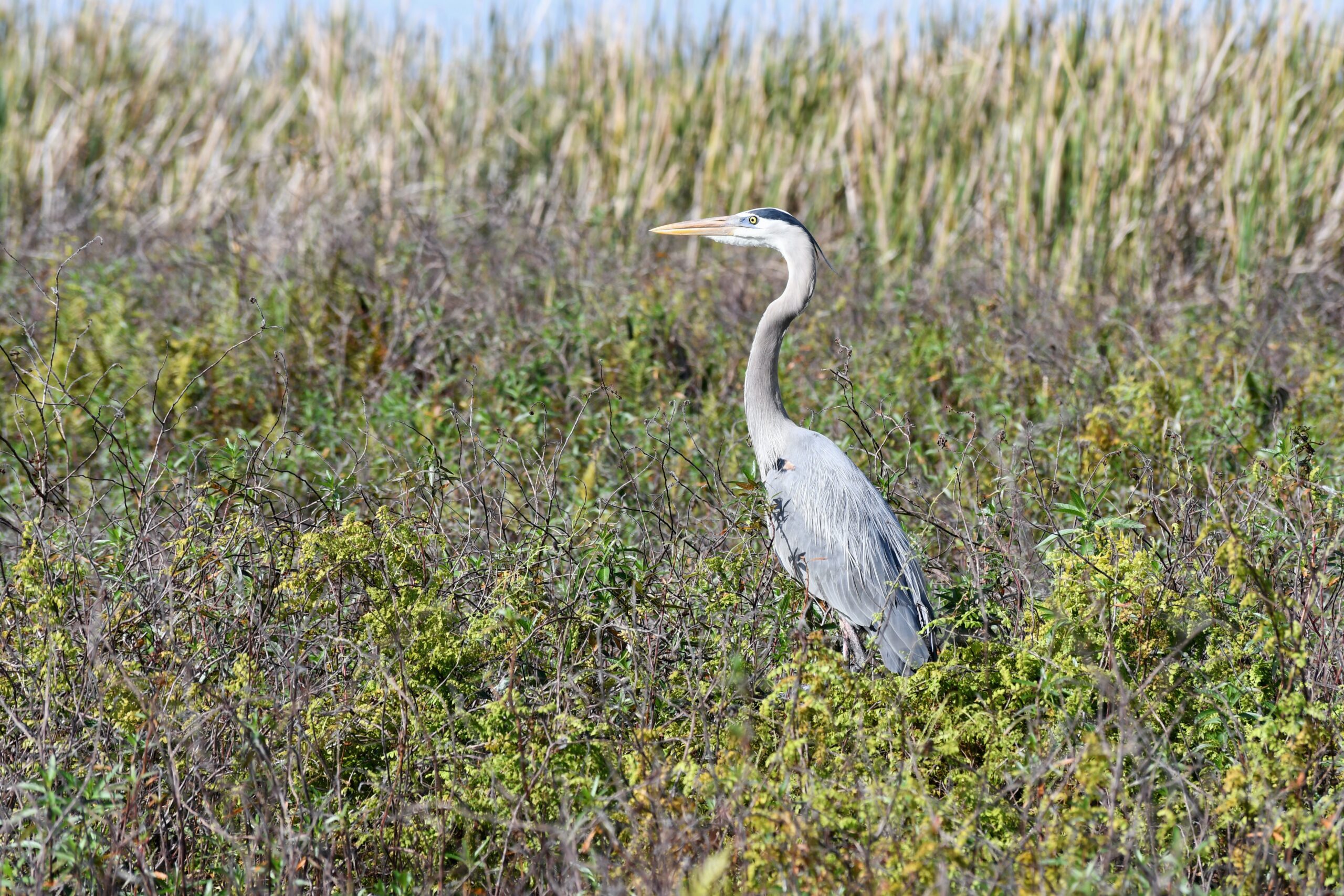 Kissimmee, FL