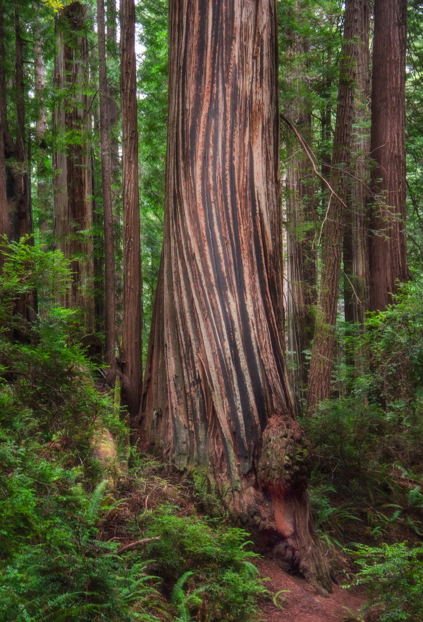 Prairie Creek Redwoods State Park