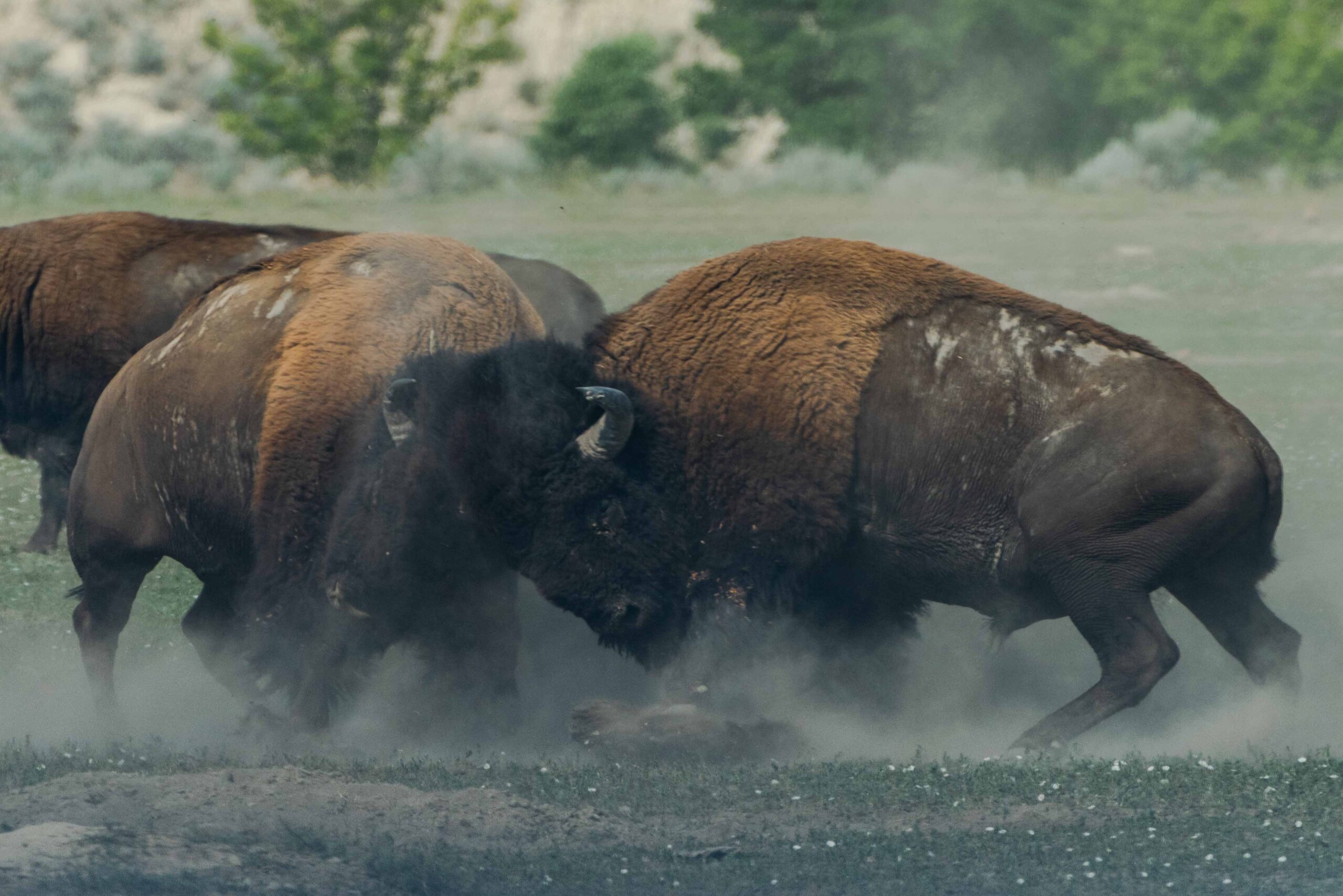 Theodore Roosevelt National Park