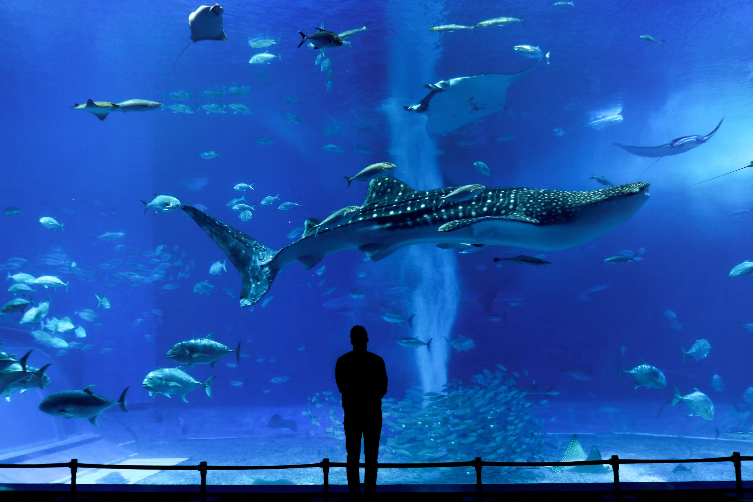 Okinawa Churaumi Aquarium