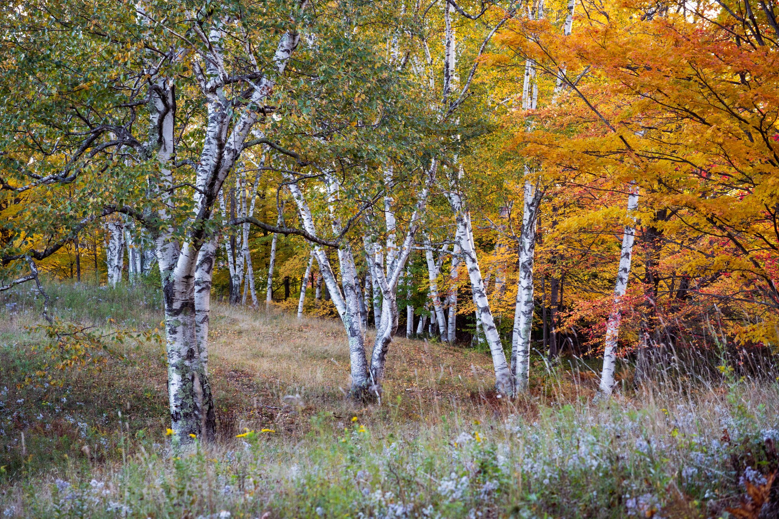 Woodstock, VT