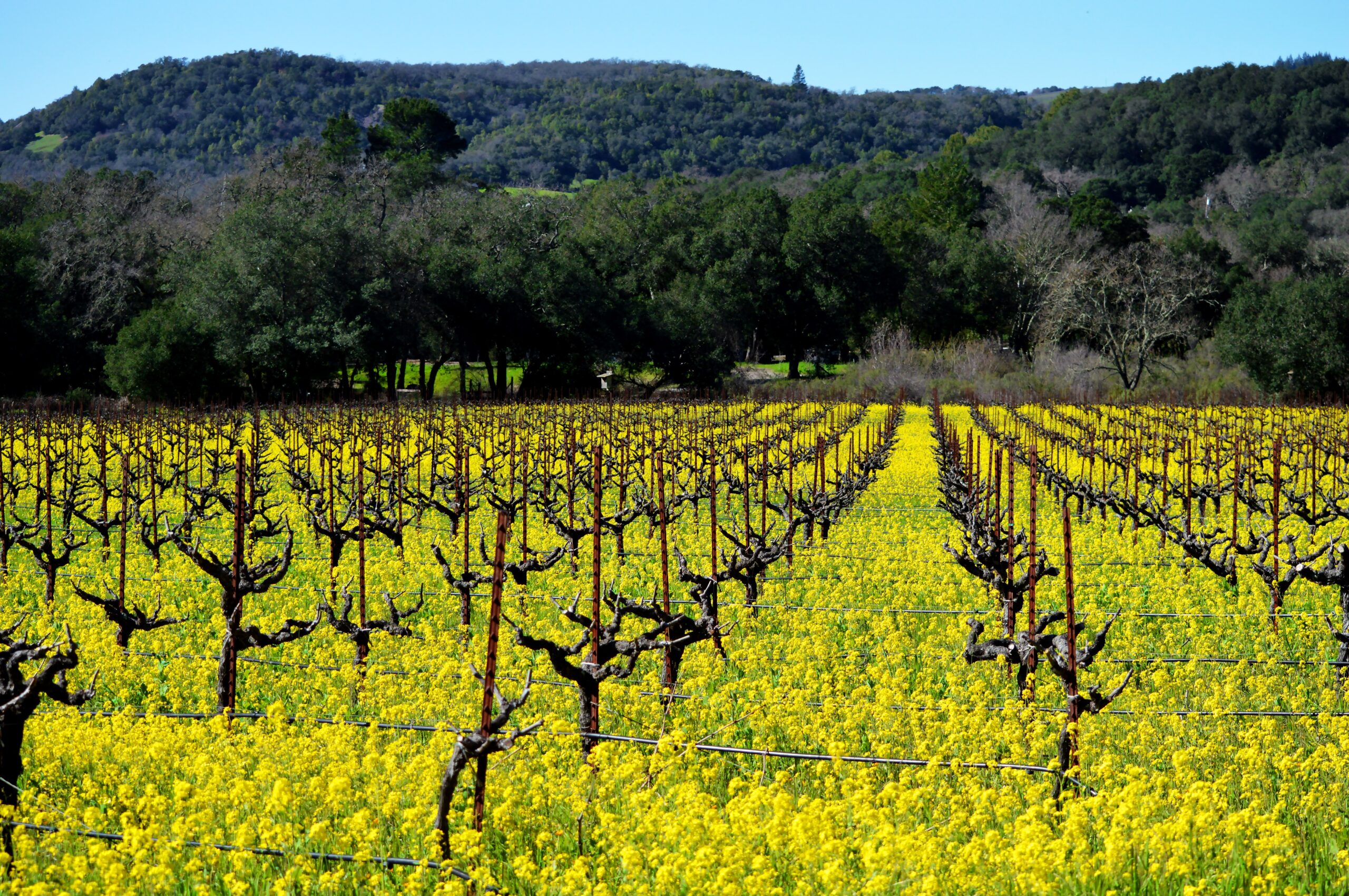 Sonoma, CA