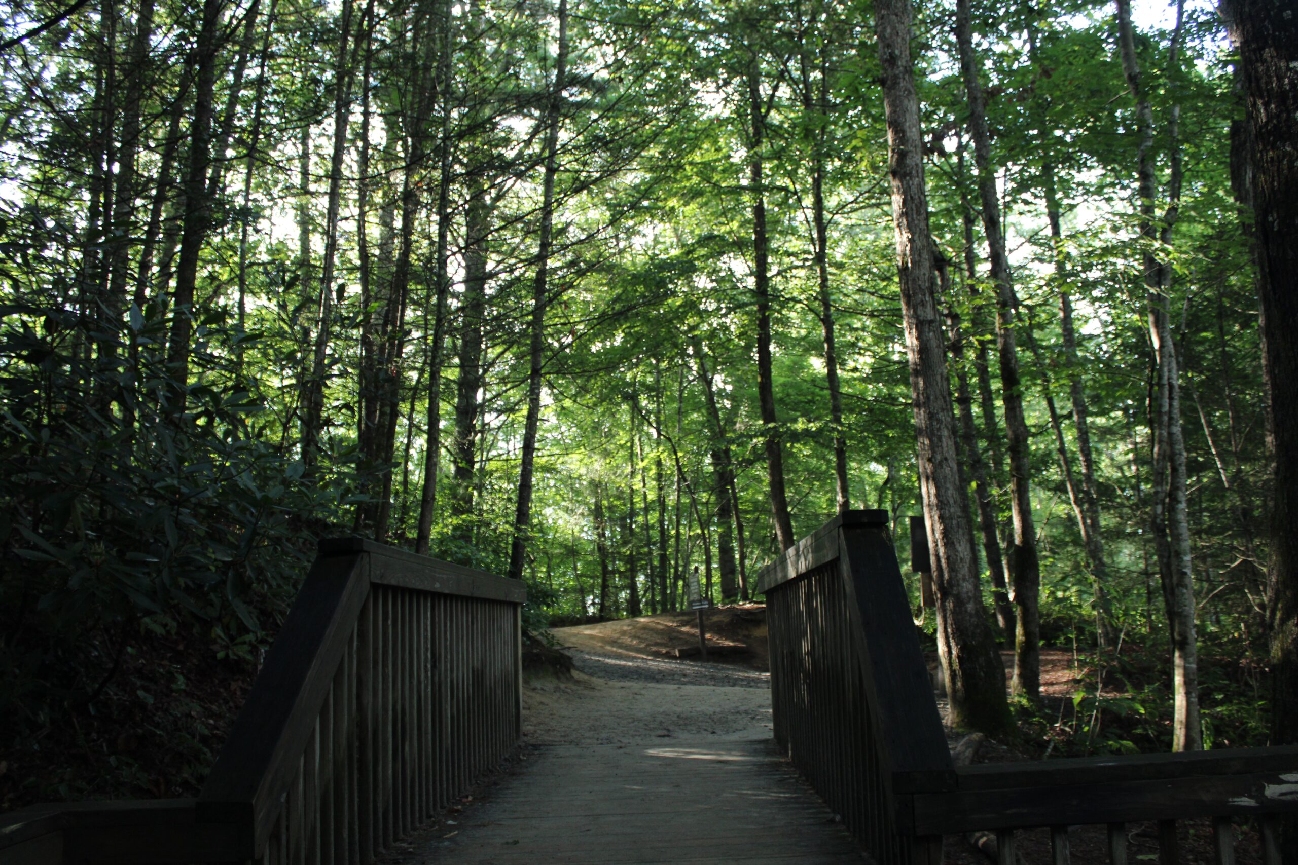 Pisgah National Forest