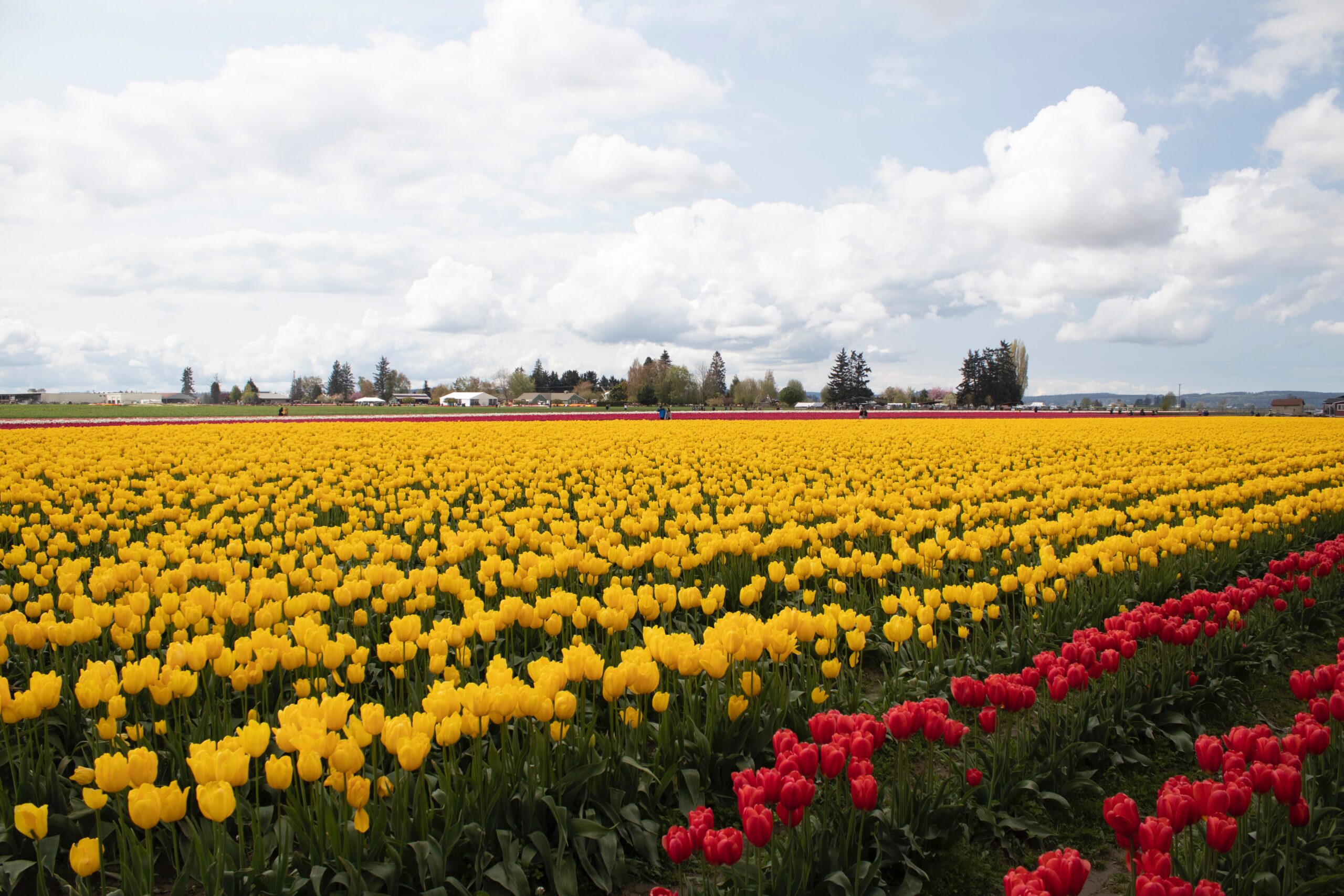 Skagit Valley