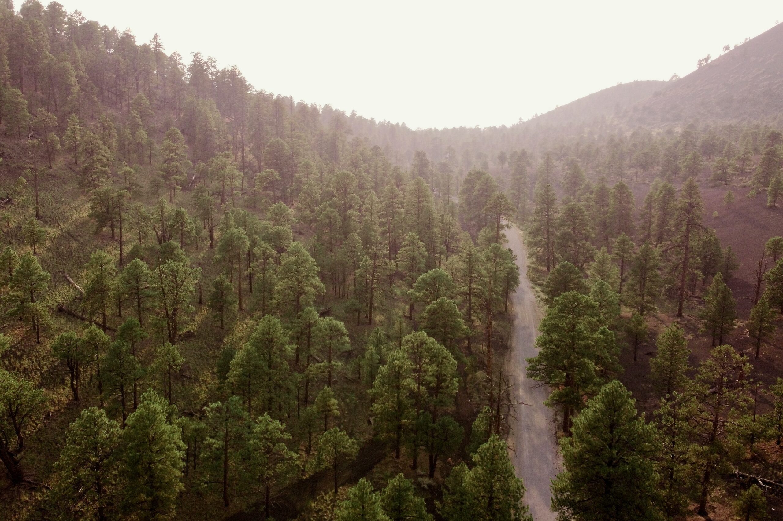 Coconino National Forest