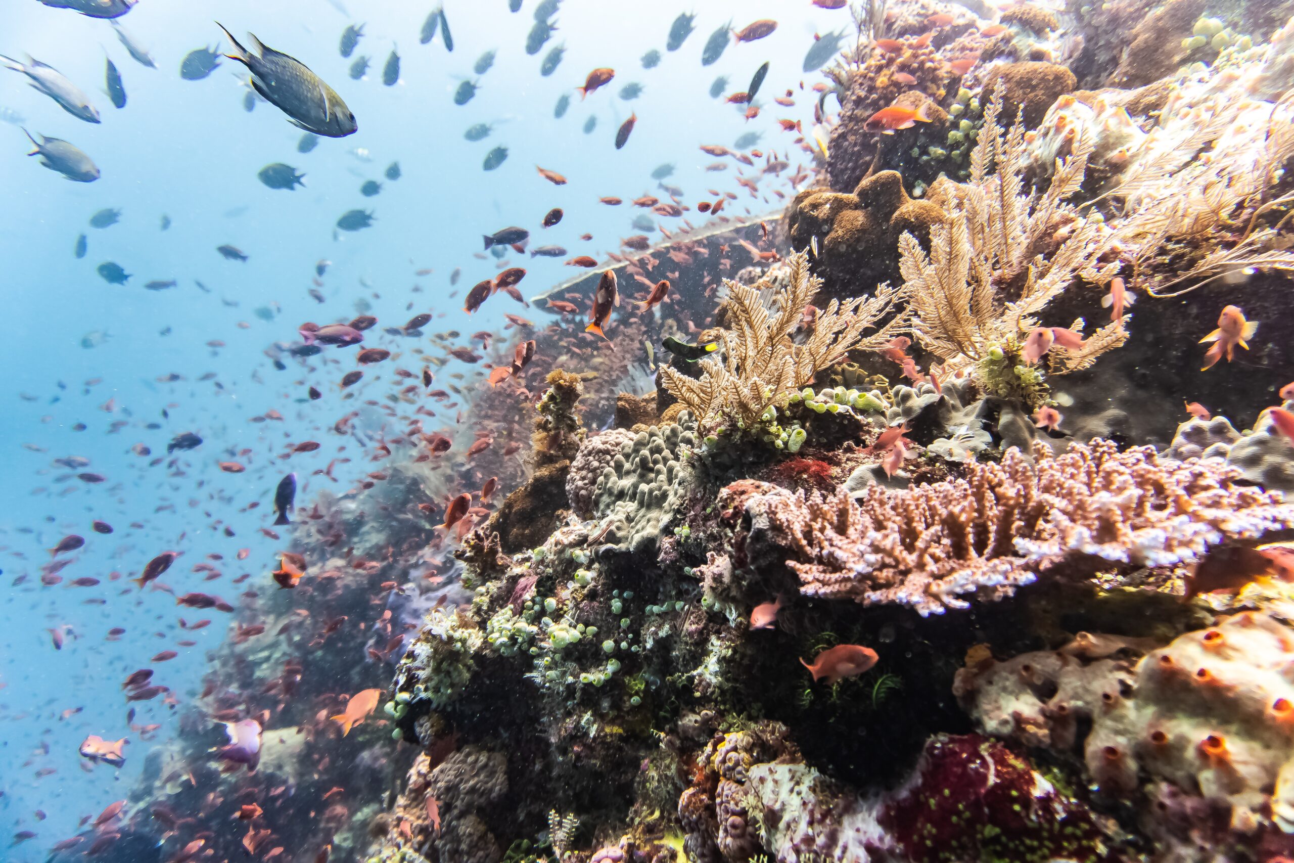 Komodo National Park