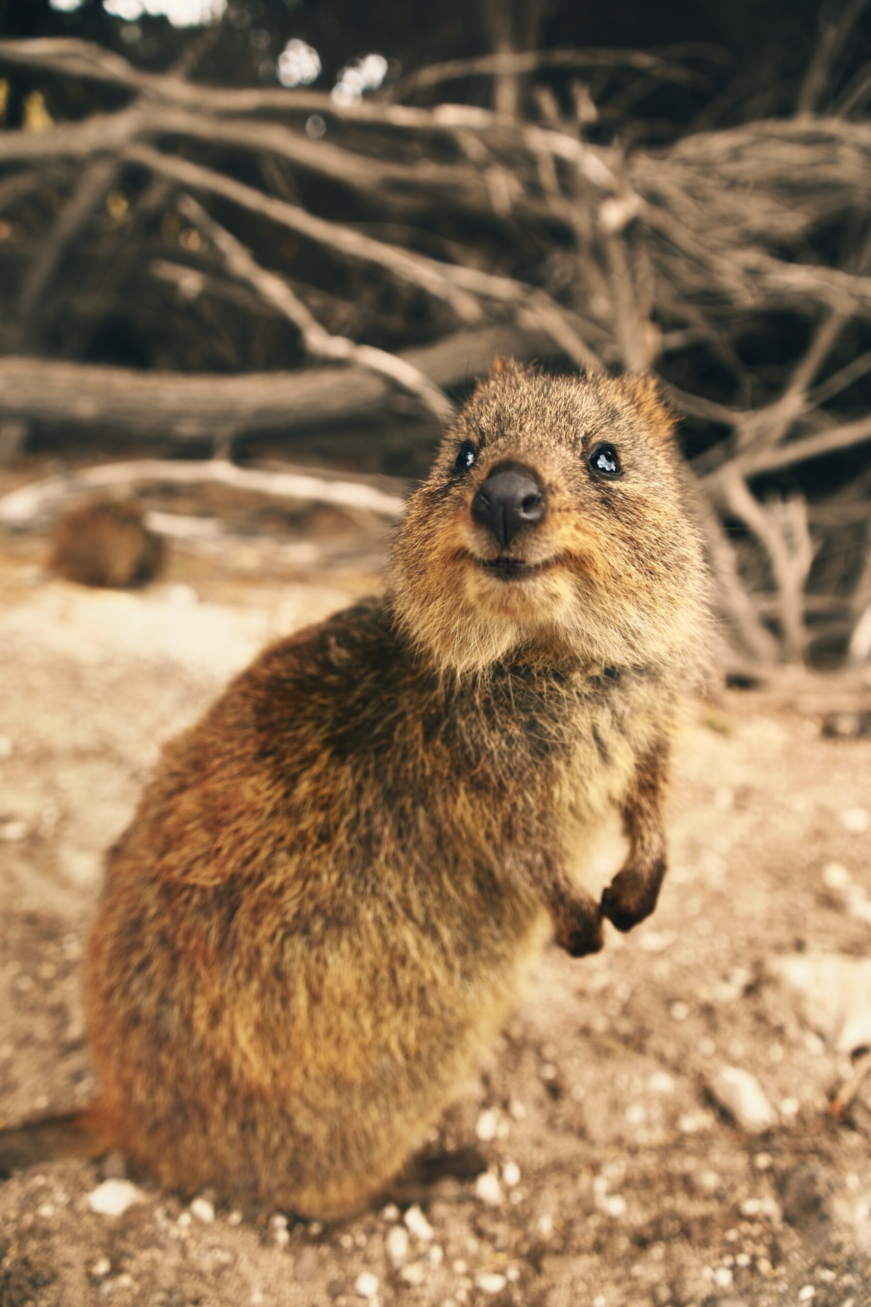 Rottnest Island