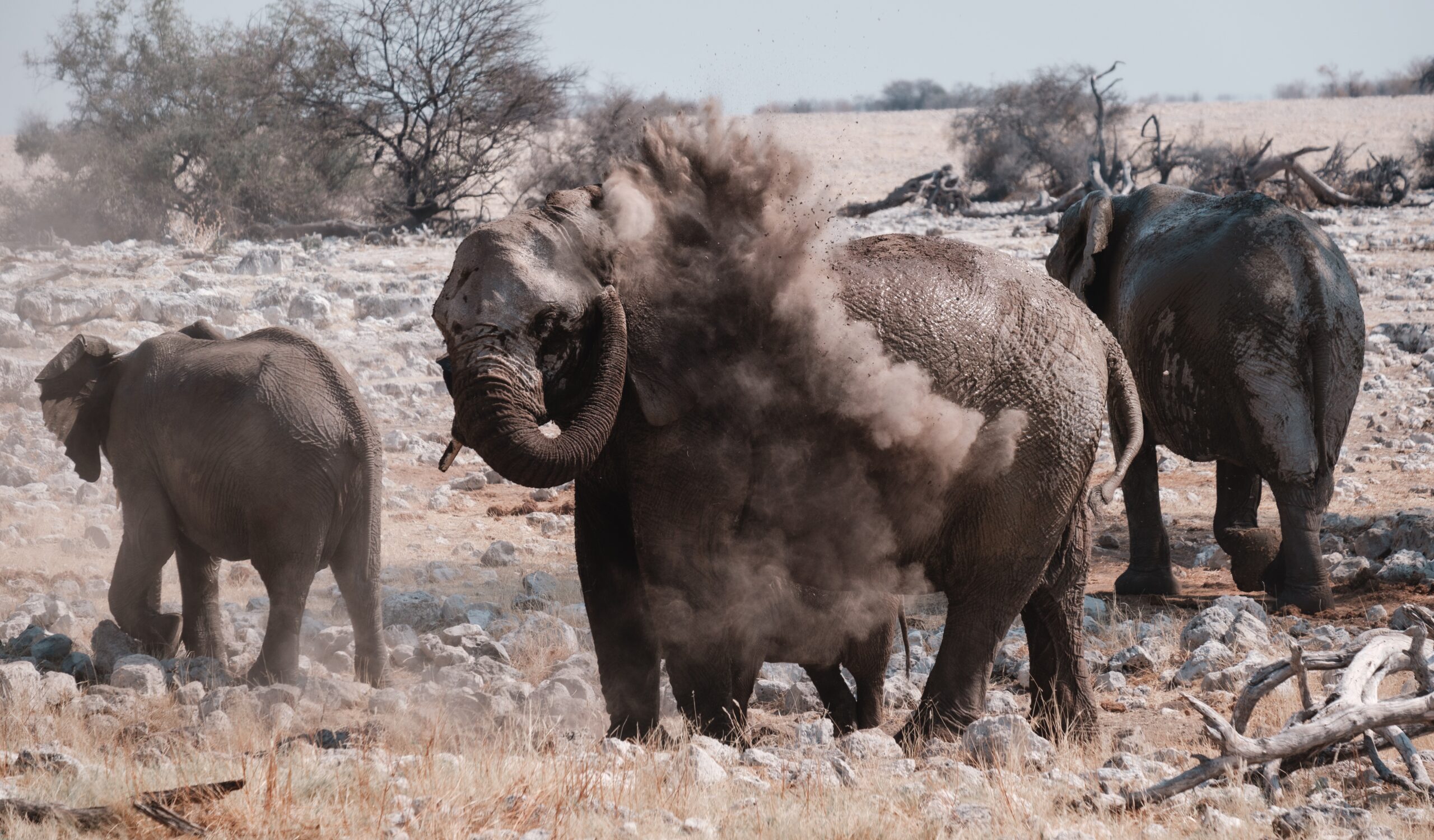 Etosha National Park